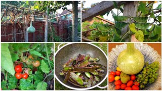 Harvesting Deshi Vegetables || October Garden Update || Shokher Bagan UK