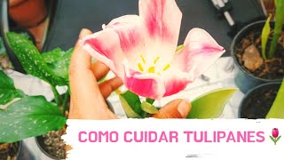 Cuidados de los tulipanes 🌷🌷🌷