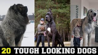 20 Most tough looking Dogs You Should See 2022