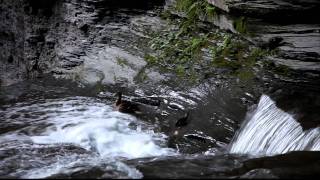 Ducklings Tumble Down Waterfall