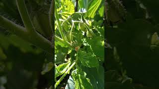 Single tomato plant with young fruits | purely organic method of farming | nutritional value #shorts