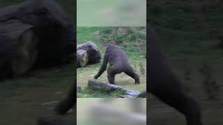 గొరిల్లాలు నీటికి ఎందుకు భయపడతారు | Why Gorillas Afraid Of Water #shorts