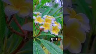 ফুল আর বৃষ্টি দুটোই খুব সুন্দর ❤️🥀#flowers #ফুল #shortvideo #YouTubeshortvideo #viralshortvideo