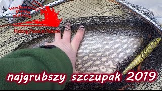 NAJGRUBSZY SZCZUPAK Z 2019 ROKU-WĘDKARSKI SHORT #24