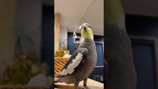 Funny Cockatiel Videosu #cockatiel