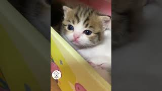 WOW, How Sweet & Adorable Cuteness Overloaded So Cute Kitty Cats 😺😍😘 -EPS1032 #cutenessoverload