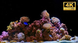 4K Real Aquarium Music Live | Beautiful Fish Tank for Meditation, Sleep & Stress Relief