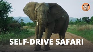 Safari Self Drive | Incredibly Close Encounter With Elephants