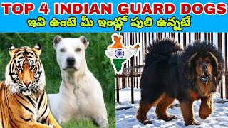 TOP 4 INDIAN GUARD DOGS | MUST WATCH | Taju logics