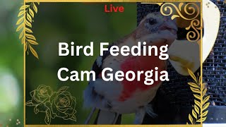 BIRD FEEDING CAM - GEORGIA