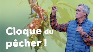 Cloque du pécher, c'est maintenant ou jamais ! ( techniques et traitements préventifs pour lutter )