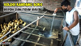 Solusi kandang boks bersih dan tidak bau