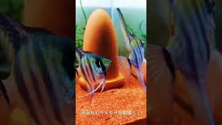 Great video of ornamental fish betta