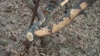 Checking Damage to Fruit Trees by Rabbits & Deer After Winter of 2013-14