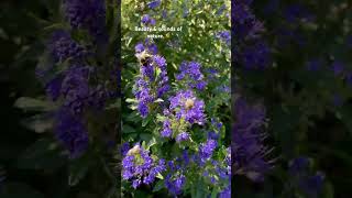 Bartblume 'Blauer Spatz'. #shortsfeed #flower #blue #garden #shortvideo #nature #relax #garten #joy