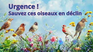 5 Espèces d’Oiseaux en Danger : Sauvez-les avant qu’il ne soit trop tard !