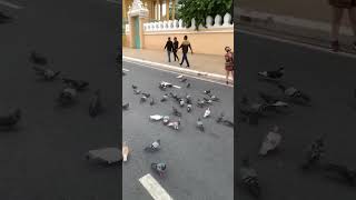 Pigeons Front Royal Palace #pigeon #pigeons #royalpalace #relax #nicevideo #shortvideo