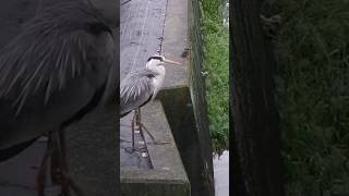 【水辺の風景】カワセミとアオサギ