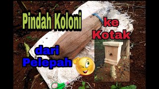 Pindah Koloni kelulut Trigona Itama ke Kotak Budidaya | Stingless Bee