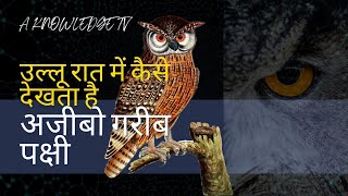 #shorts उल्लू रात में कैसे देखता है|OWL|#knowledge #shorts #explore #trending #owl #explorepage