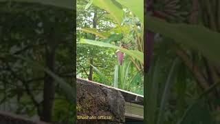 TERLIHAT LAGI TUPAI BESAR LAGI MAKAN ULAT DI DALAM JANTUNG PISANG#short