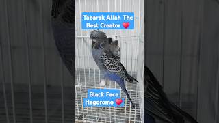 Tabarak Allah The Best Creator ♥️ Black Face Hagoromo ♥️#birdbreeding #budgiesbreeding #budgielove