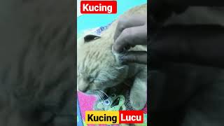 kucing lucu