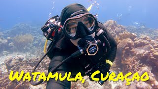 Diving Watamula in Westpunt, Curaçao! July 2023