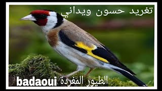 تغريد chardenneret حسون ويداني  مراكشي