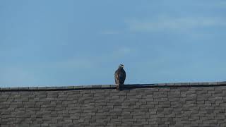 Red-tailed Hawk Aug 2021