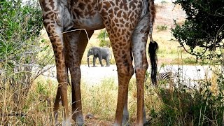 AliceL - Tarangire National Park , safari. BEST PHOTOS!