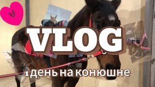 VLOG||1 день на конюшне||фотосессия||тренировка||