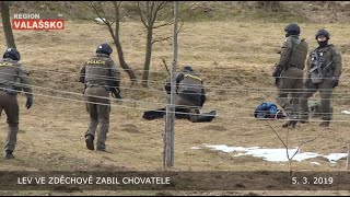 Lev zabil ve Zděchově chovatele 5. 3. 2019