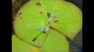 Damselflies Mating June 2018