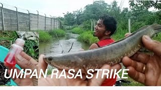 Spot favorite strike pakai umpan rasa banyak ikan gabus