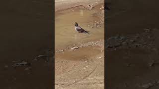 Bird Enjoying Bath #nature #lovely #birds #happy #wonderful #enjoying #bath #water #precious #shorts