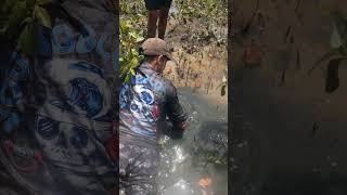 Exploring Tide Pools for GIANT MUD CRABS #shorts