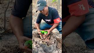 Strange #parrots nest under the ground