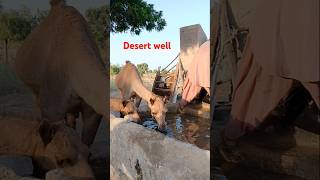 الإبل تشرب الماء من البئر في المنطقة الصحراوية #ytshorts #camelinthedesert #drinkingwater #shorts