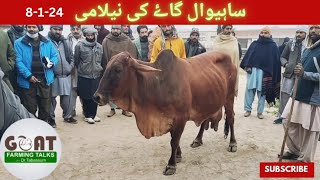 ساہیوال گاۓ کی نیلامی!! بہادر نگر فارم!!گورنمنٹ فارم