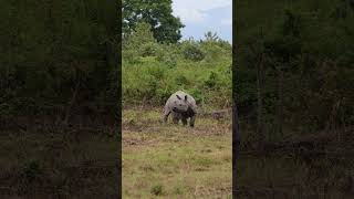 #rhino #manasnationalpark #wildlife #nature #peacefulmoments #strolls #wilderness #jungle #forest