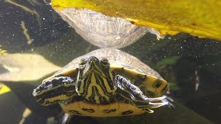 GoPro Stock Lens vs 5.4mm Zoom Non-Distortion Lens :: Turtles