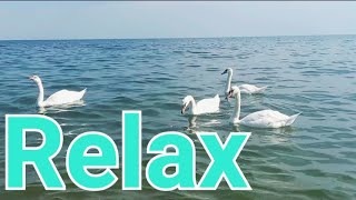 Relaxing time's. Relaxing video. Video Relax. Cute birds