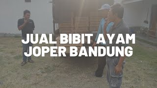 Jual Bibit Ayam Joper Bandung