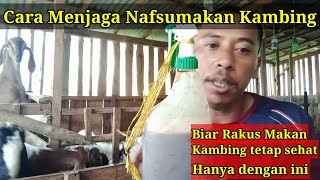 Cara Meningkatkan Nafsu Makan Kambing Biar Tetap Sehat Semua Rumput Disikat