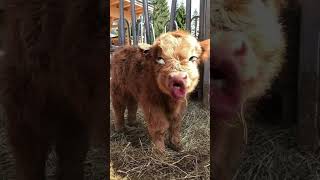 cute cowboys #funny #crazycow #funnyanimal #ytviral #funnyfarmanimal #funnyvideo #comedy #crazycowlo