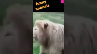 Funny Animal Videos 2022 😂 - Funniest Cats And Dogs Videos 😺😍#funny