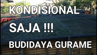 CARA BUDIDAYA IKAN GURAME DI KOLAM TERPAL || KONDISIONAL SAJA