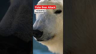 Polar Bear Mauls Man Trying To Set World Record