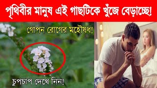 দুনিয়ার সব মানুষ এই গাছটিকে খুঁজে বেড়াচ্ছে! হাতিশুঁড় গাছ! পাবেন বাড়ির পাসেই! Hatisur gas